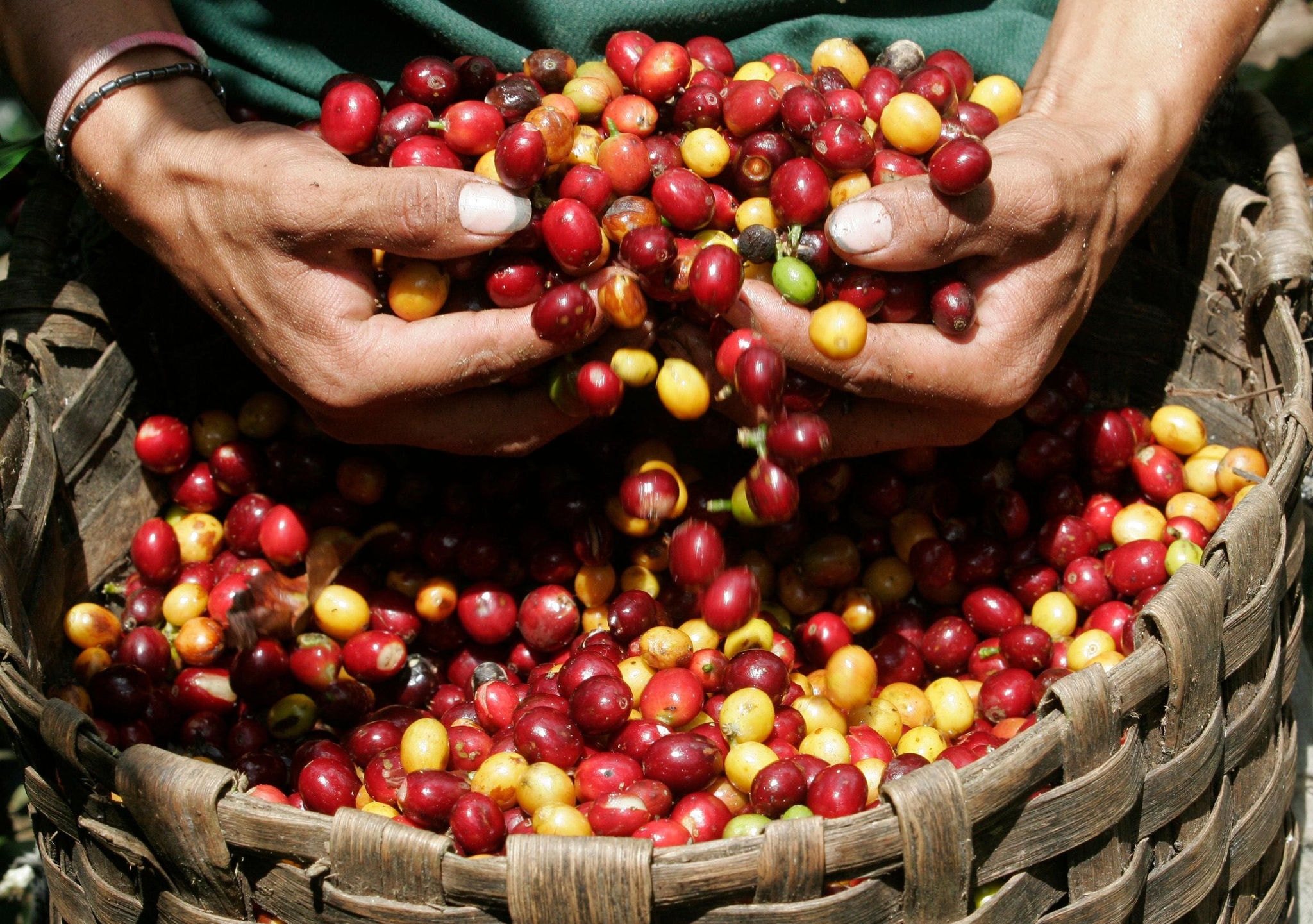 Mercado norte-americano é o principal destino para as exportações de café do Brasil