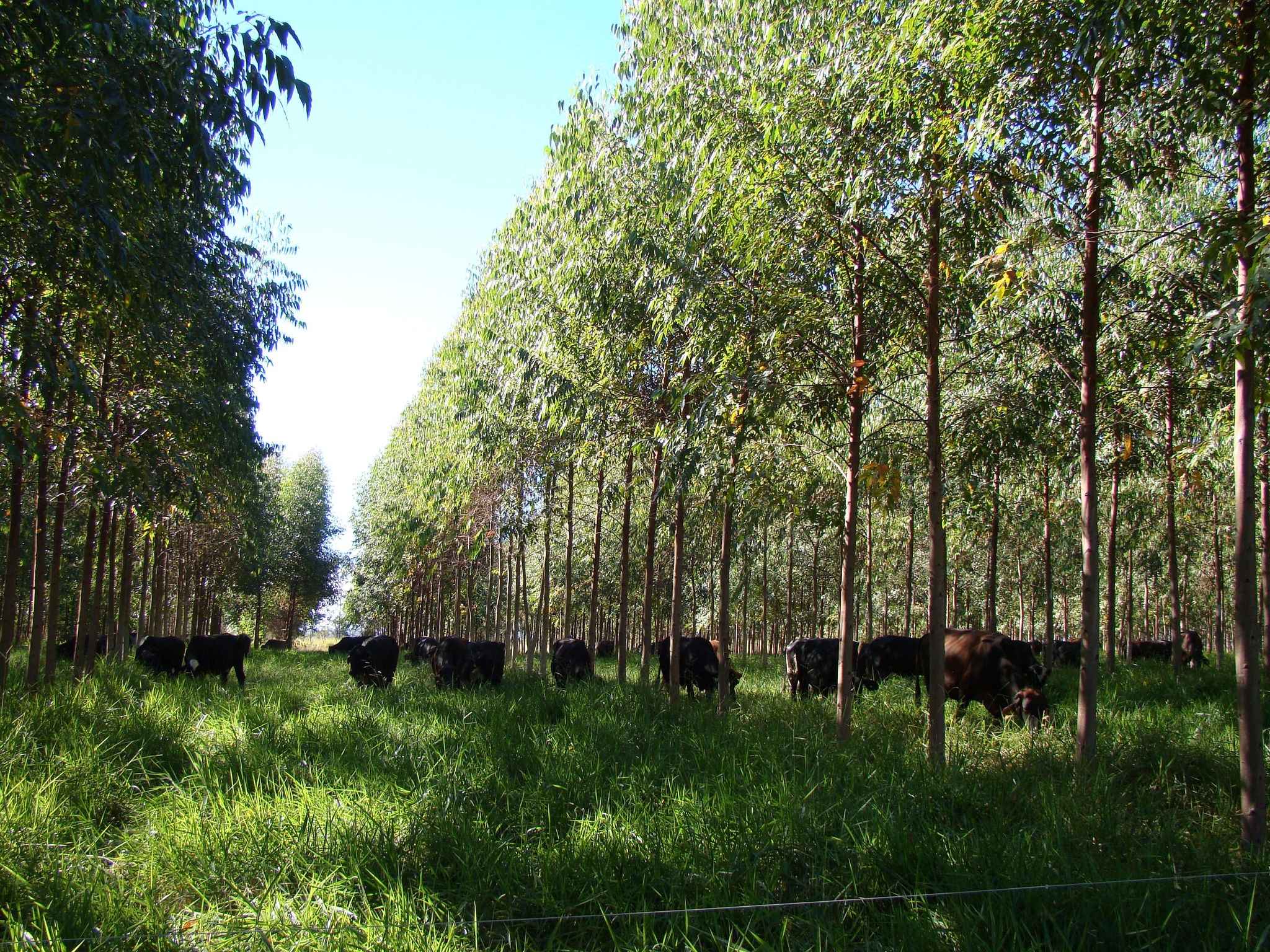 Integração Lavoura-Floresta: Bois ganham conforto térmico ao pastarem ao lado de árvores de eucalipto
