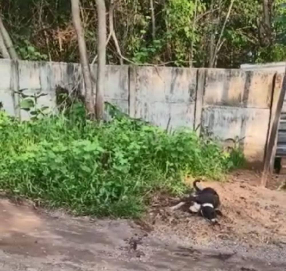 Cachorro agredido em pirapora