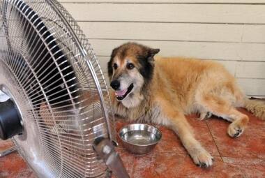 Confira algumas dicas para ajudar seu animal a suportar o calor