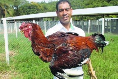 oto de aves da granja Galo Gigante