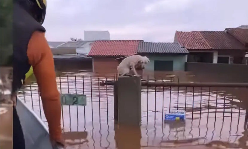 Voluntários resgatam animais ilhados após enchentes no RS