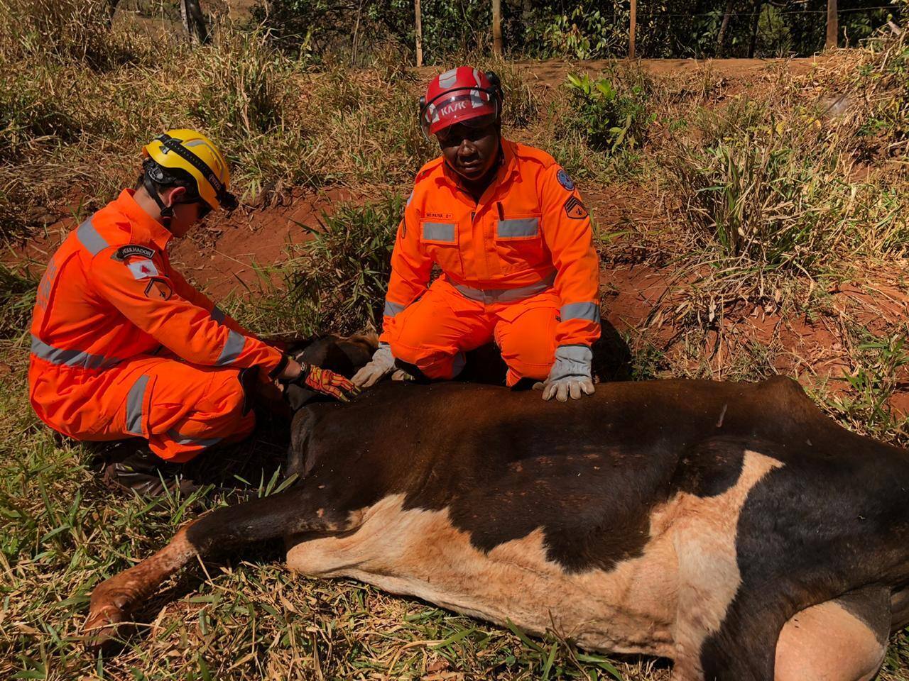 Vaca foi resgatada por bombeiros