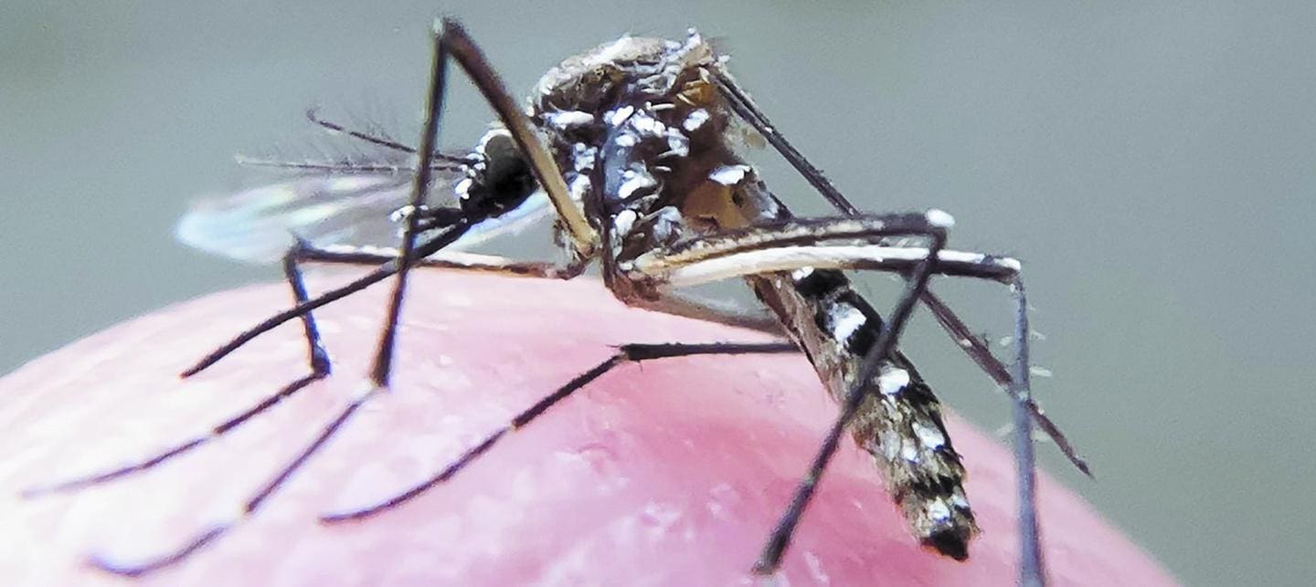 Imagem ilustrativa de um mosquito