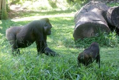 Atualmente, o Zoo de BH conta com sete indivíduos da espécie