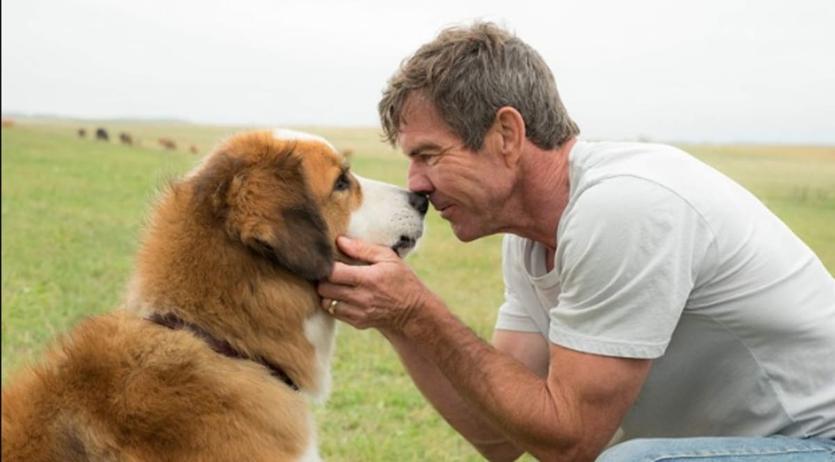 Quatro Vidas de Um Cachorro é a atração da Sessão da Tarde desta terça (26/6)