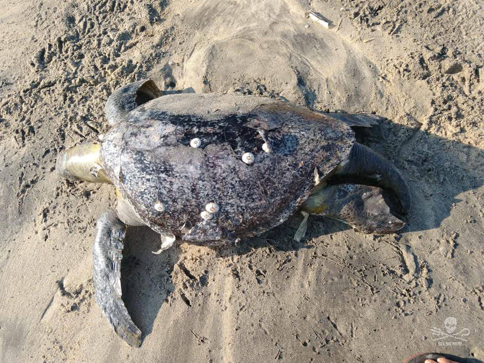 Mare vermelha causou a morte de 292 tartarugas no sul do Mexico 