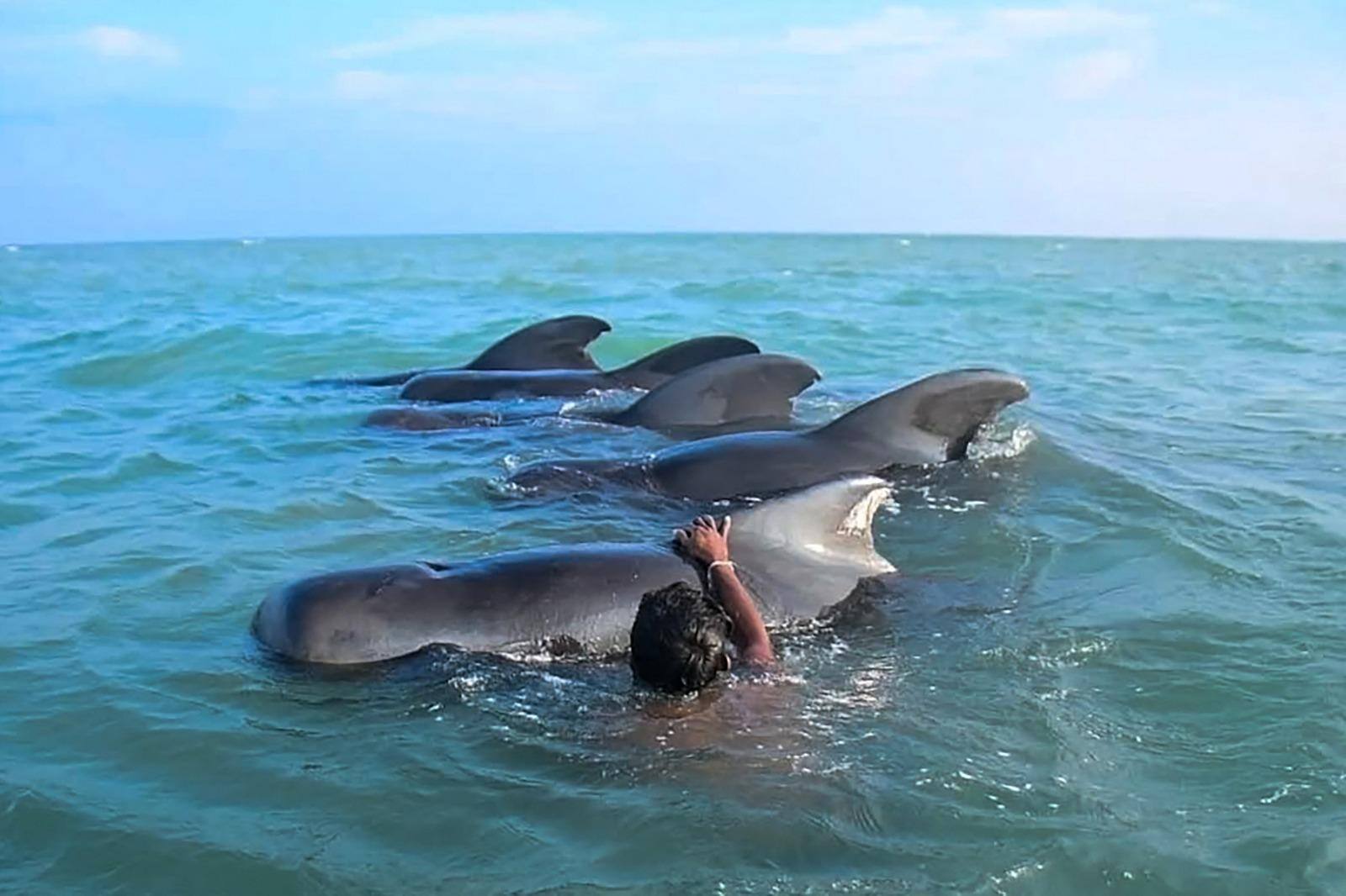 Um pescador do Sri Lanka tenta empurrar baleias-piloto encalhadas para as águas profundas na costa noroeste de Kudawa em 11 de fevereiro de 2023 (AFP)
