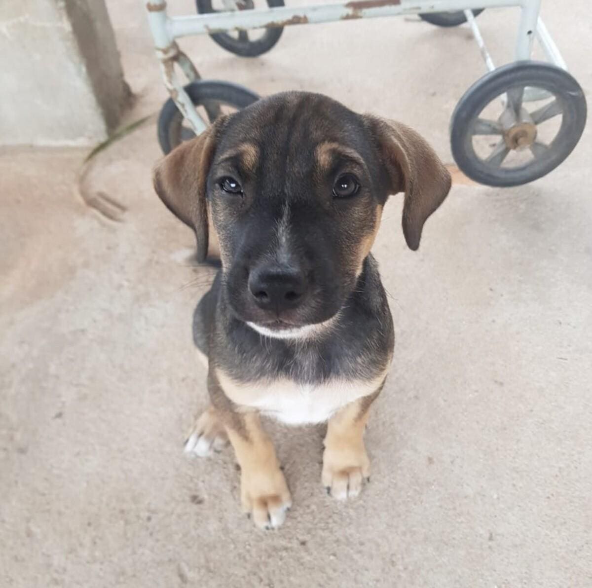 Ogum é procurado para que possa ser adotado por quem vai cuidá-lo com carinho