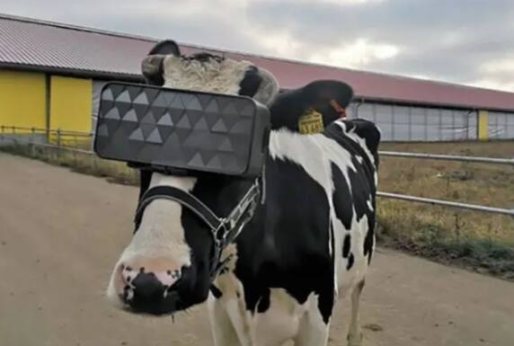 Vaca em fazenda russa que testa realidade virtual nos animais