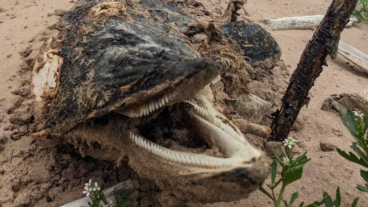 Animal encontrado por família causou apreensão no Canadá, mas logo espécie foi identificada por bióloga