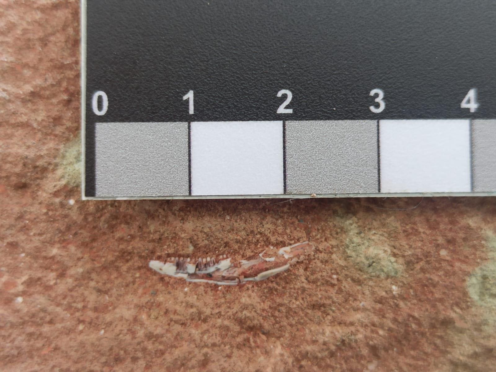 Mandíbula de lagarto encontrada em rocha de 80 milhões de anos em Uberaba