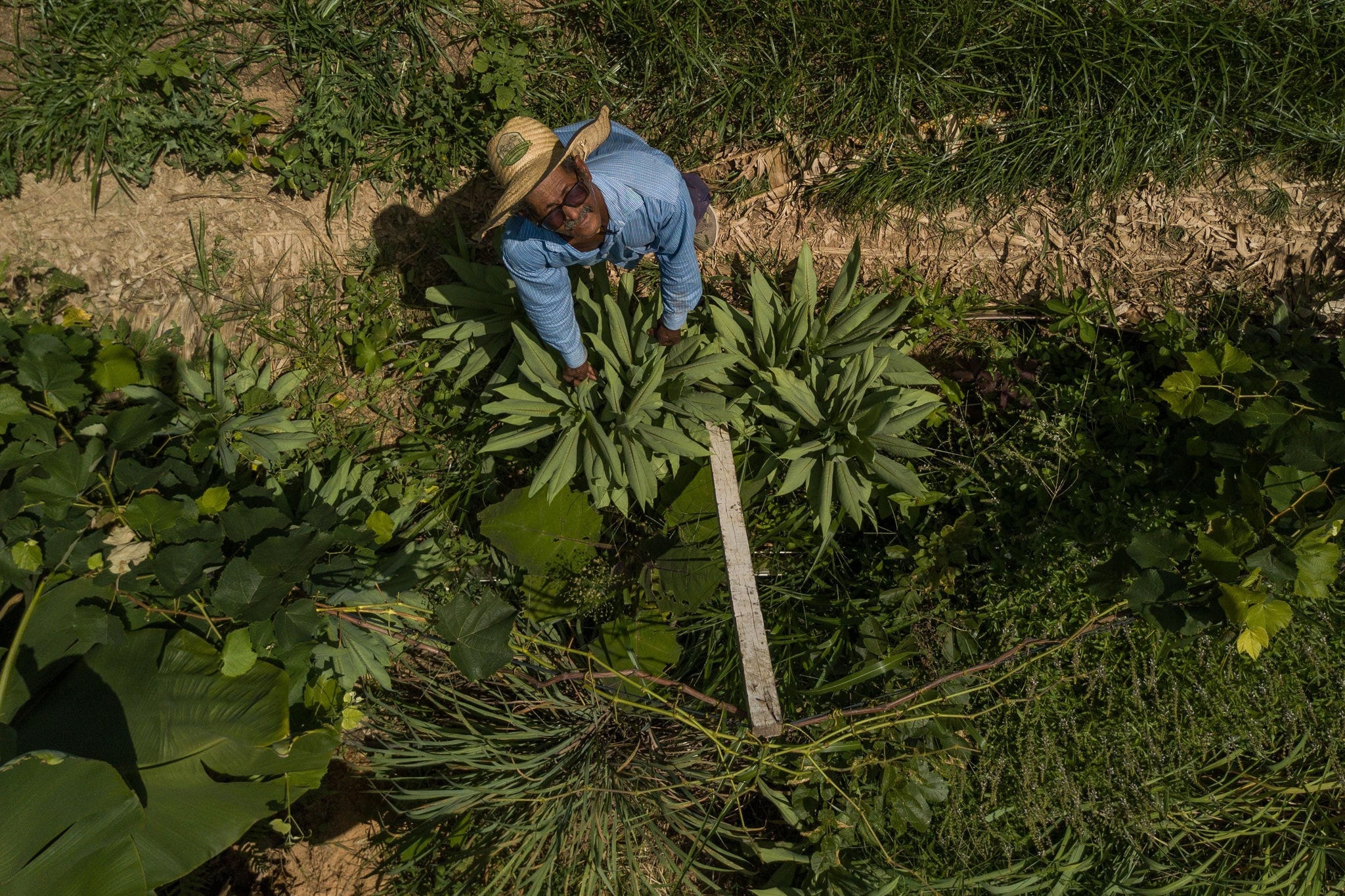 Horta comunitária Coqueiro Verde ajuda pessoas em situação de vulnerabilidade e auxilia no controle do calor na região