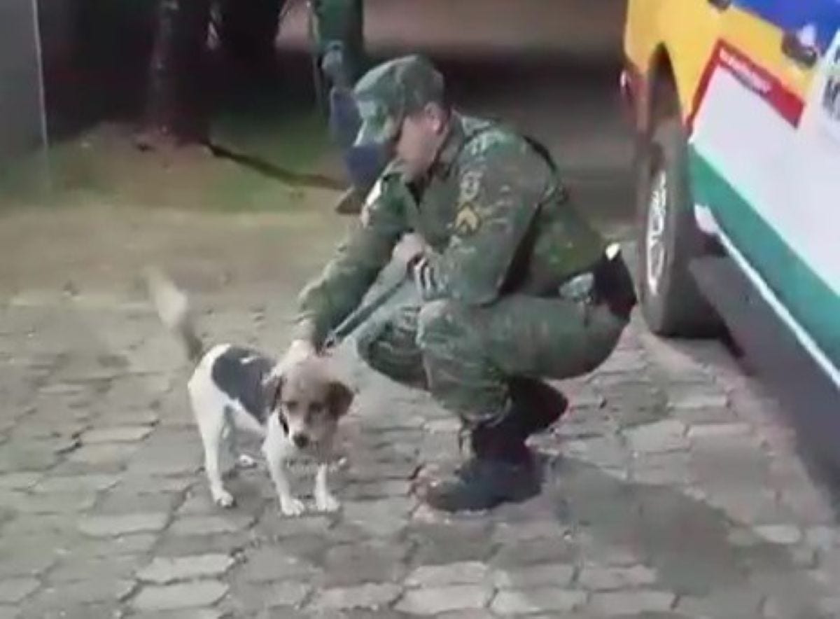 Equipe da Polícia Militar do Meio Ambiente resgatou a cadela em Nova Lima, na Grande BH  