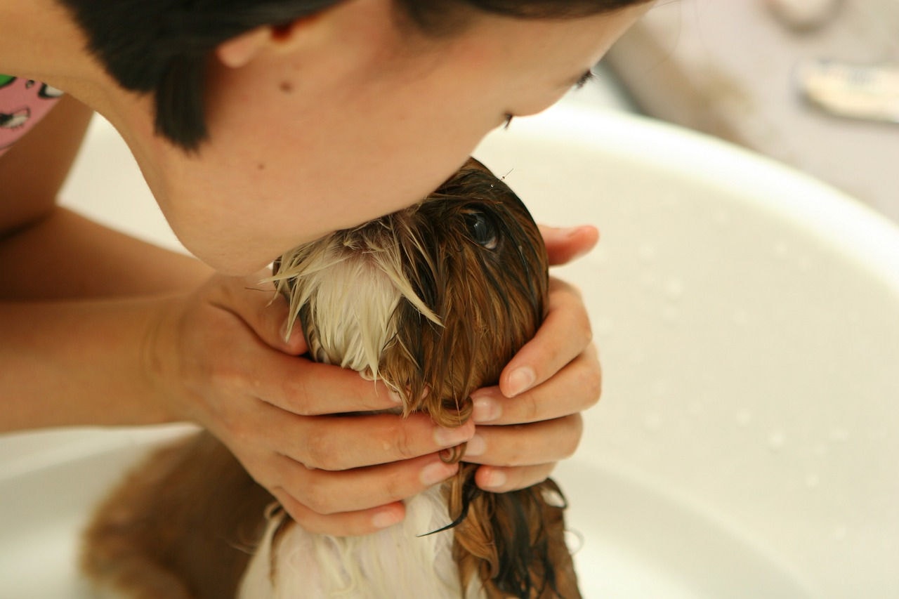 Em casa é possível dar banho com segurança, caso contrário o caminho é o pet shop