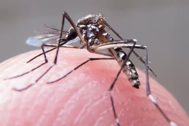 Em apenas 14 dias, Minas registra 677 casos prováveis de dengue 