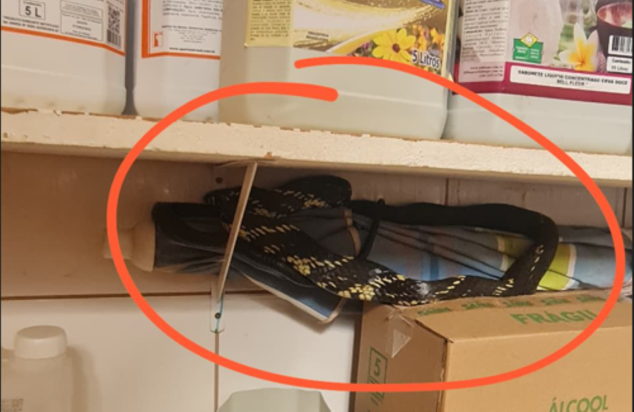 Caninana foi encontrada dentro de depósito de materiais de limpeza em Uberaba