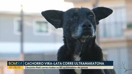Cãozinho Rati não abandonou o dono nem a prova durante a ultramaratona