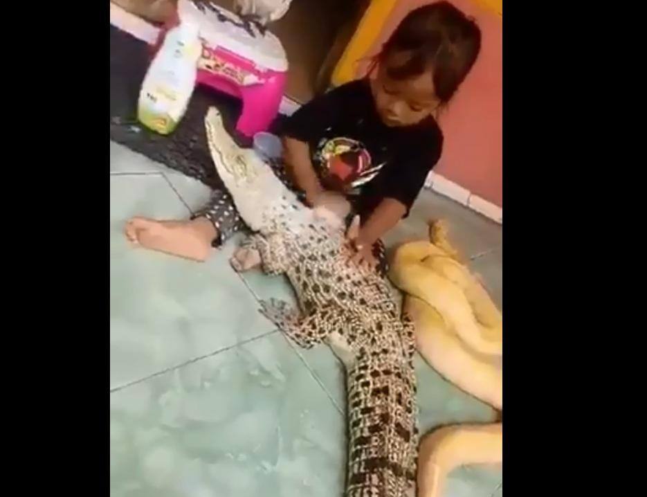 Menina foi paciente durante a "maquiagem" no jacaré