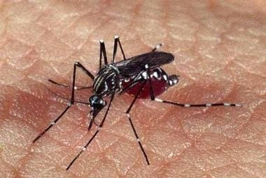 O mosquito vetor é o do gênero Culex, popularmente conhecidos como pernilongos ou muriçocas
