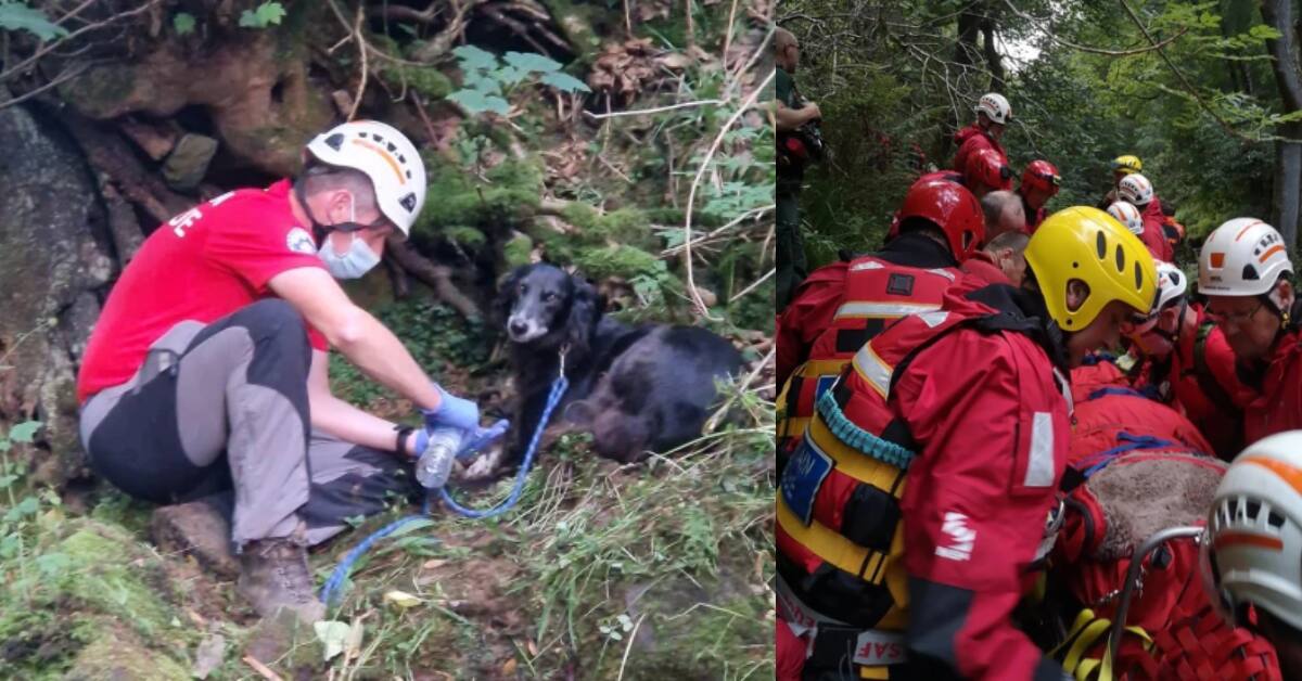 Suki não saiu do lado de seu tutor até avistar pessoas que reconhecia