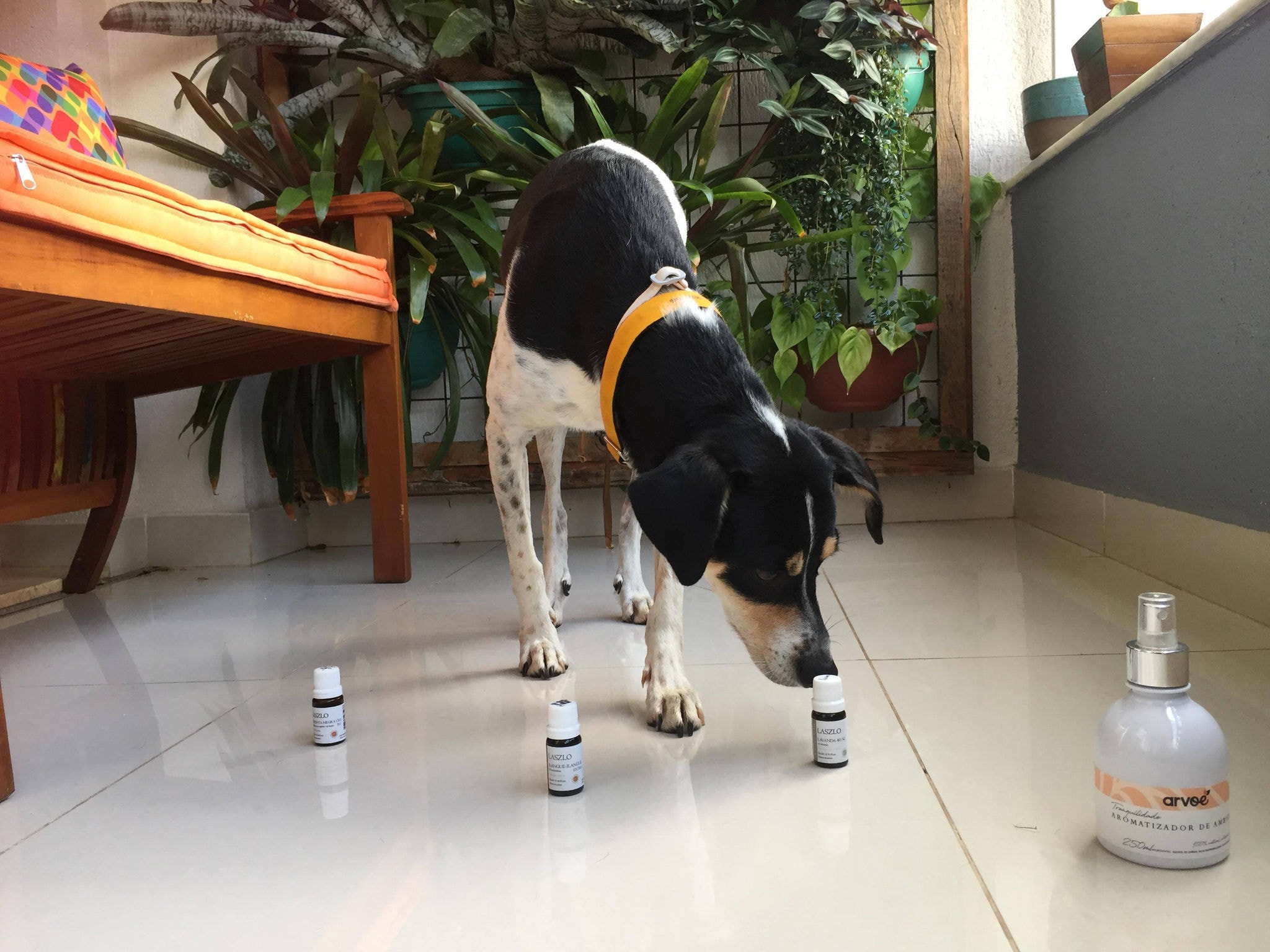 Por acreditar que os cães são capazes de identificar o que é melhor para eles, a bióloga Luanda permite que Beto, o seu pet, escolha os óleos essenciais que serão usados nas práticas de aromaterapia