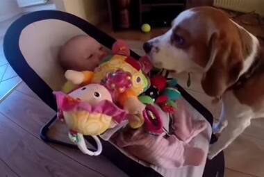 Vídeo mostra cão tentando se desculpar por pegar brinquedo de bebê.