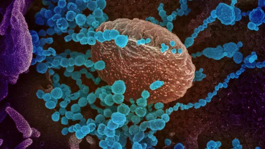 Cientistas testam inventos contra a Covid-19