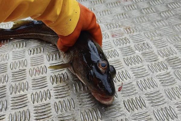 Peixe foi físgado e, nas redes sociais, internautas logo lembraram episódio do desenho