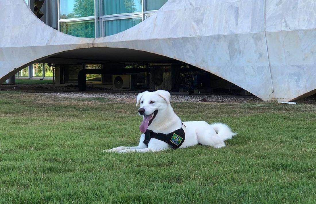 A primeira-dama Michelle Bolsonaro adotou um cachorro, que passou a se chamar Augusto Bolsonaro