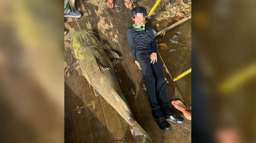 Menino de dez anos posa ao lado de jaú  gigante que ele pescou