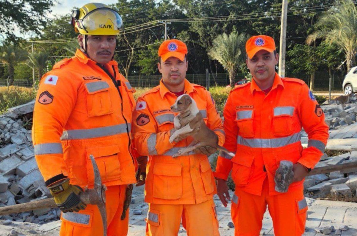 Bombeiros resgatam filhote de cão que ficou preso em escombros após desabamento de obra 