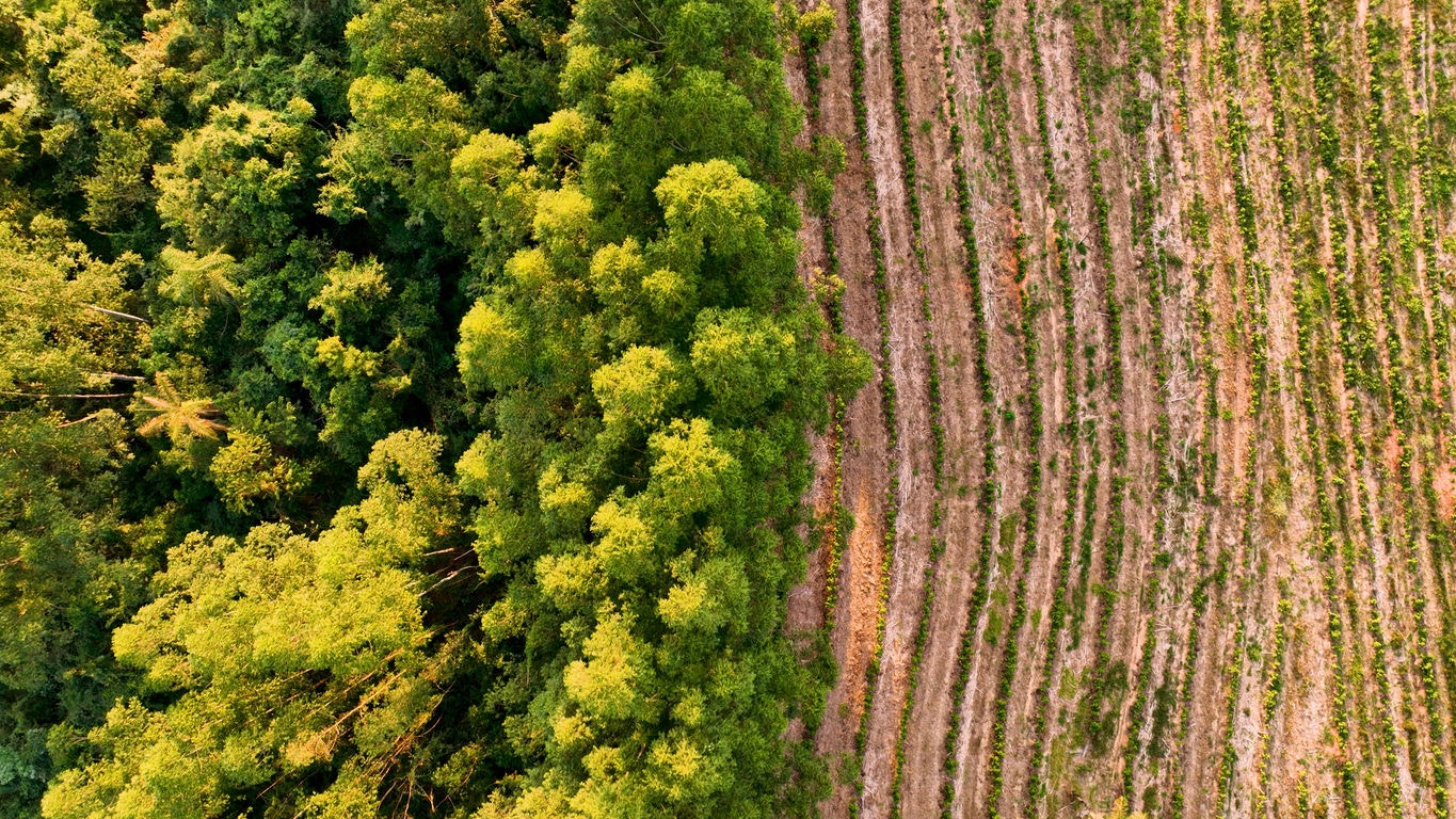 Deforestation eucalyptus trees field at rural landscape. Nature preservation. Farming scenery. Rural scenery. Top view of eucalyptus forest trees scenery. Environment outdoor. Rural landscape.