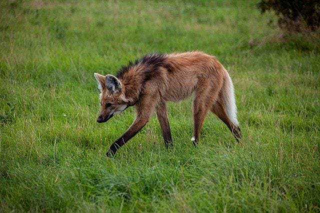 Foto ilustrativa de um lobo-guará