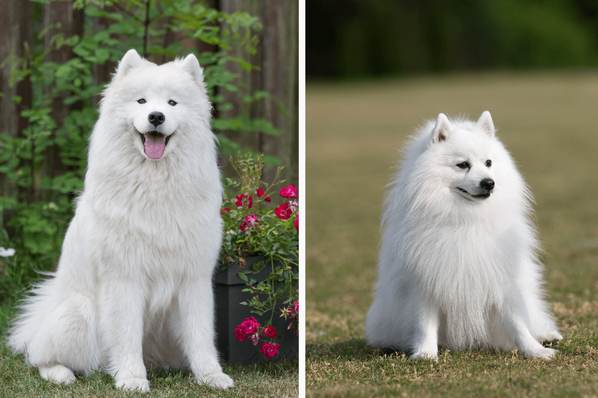 O samoieda e o spitz japonês são cachorros diferentes