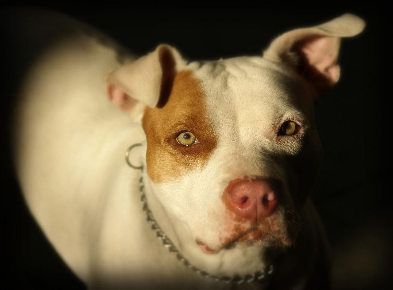 Homem de 37 anos foi morto por pitbull em Ribeirão Pires