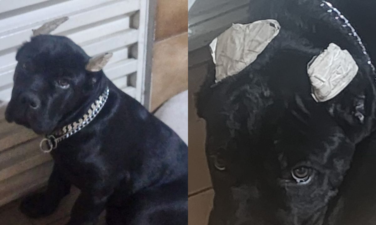 Cães estavam com as orelhas mutiladas