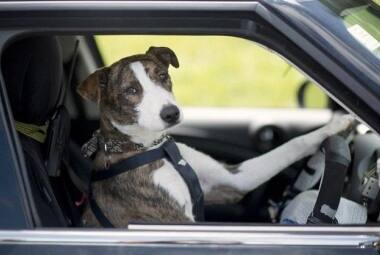 drivingdogs