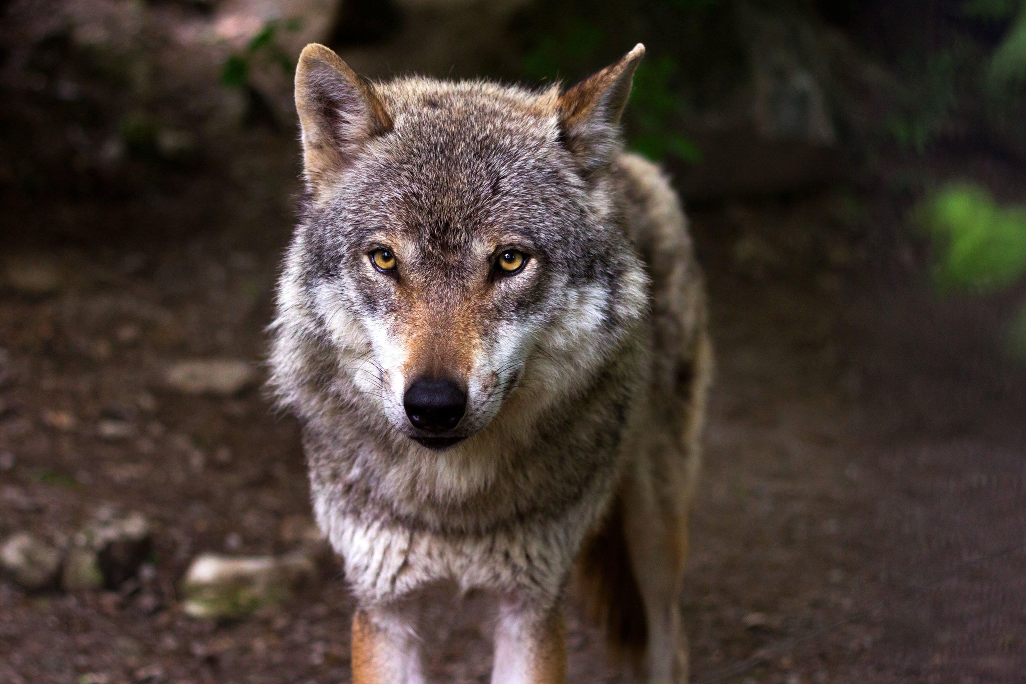 Imagem ilustrativa de um lobo