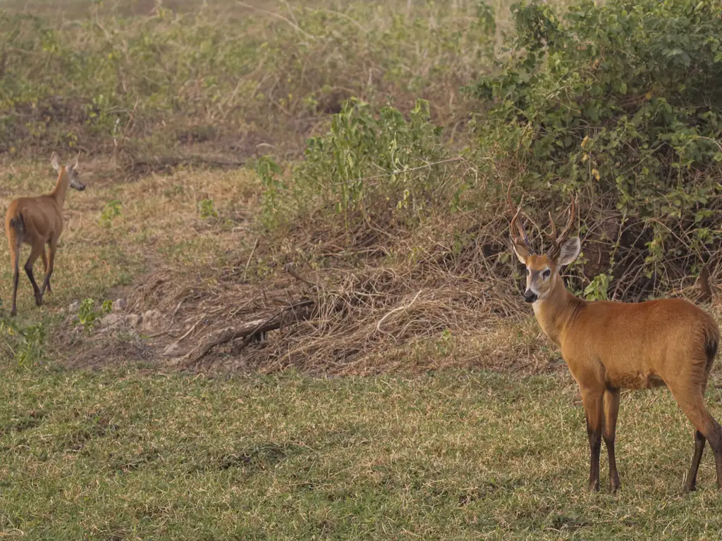 Um cervo pantaneiro com seu filhote é visto fugindo do incêndio florestal que atinge o Pantanal em 2023