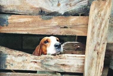 cachorro
