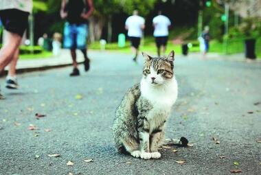 Prefeitura tem até fevereiro de 2018 para elaborar um plano para lidar com os gatos