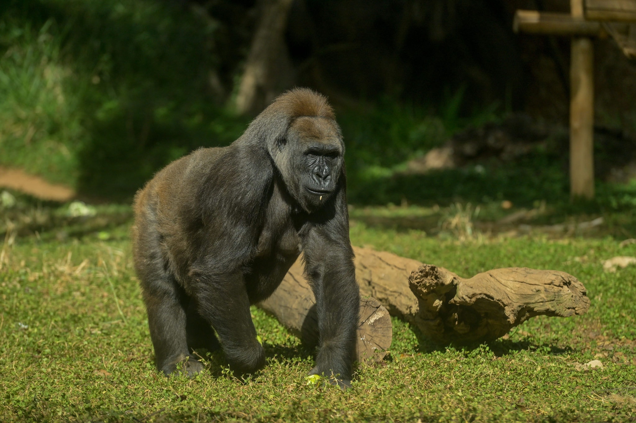 Atualmente, o Zoo de BH conta com sete indivíduos da espécie