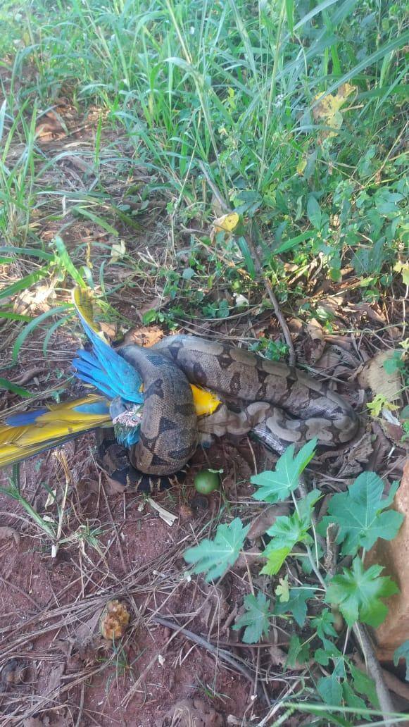 Bombeiros capturam jiboia que comia arara em empresa de Ituiutaba, em Minas