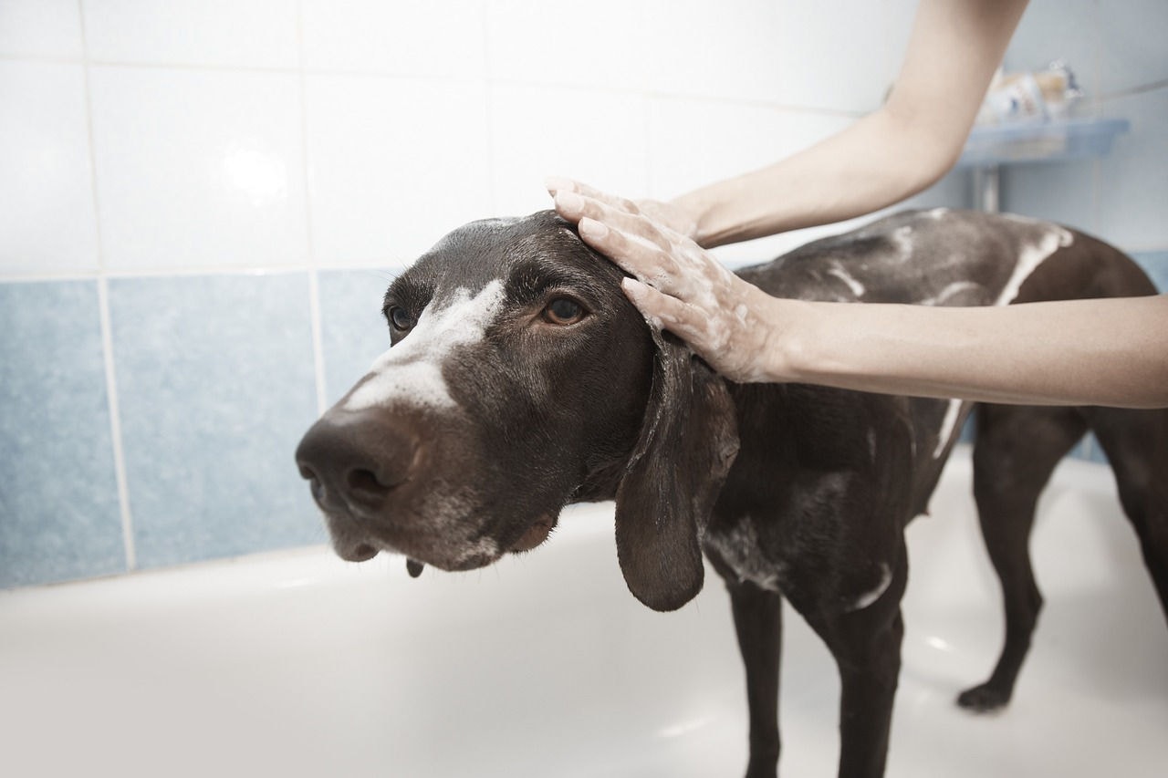 A frequência ideal de banhos vai depender das necessidades específicas de cada animal