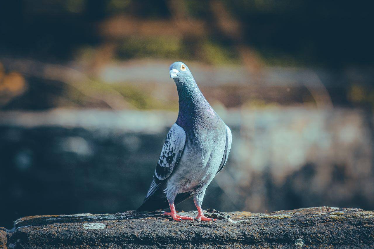 pombo - pombo-correio - assassinato - Portugal