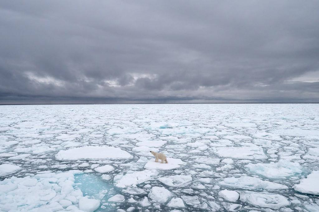 BJ KIRSCHHOFFER / POLAR BEARS INTERNATIONAL / AFP