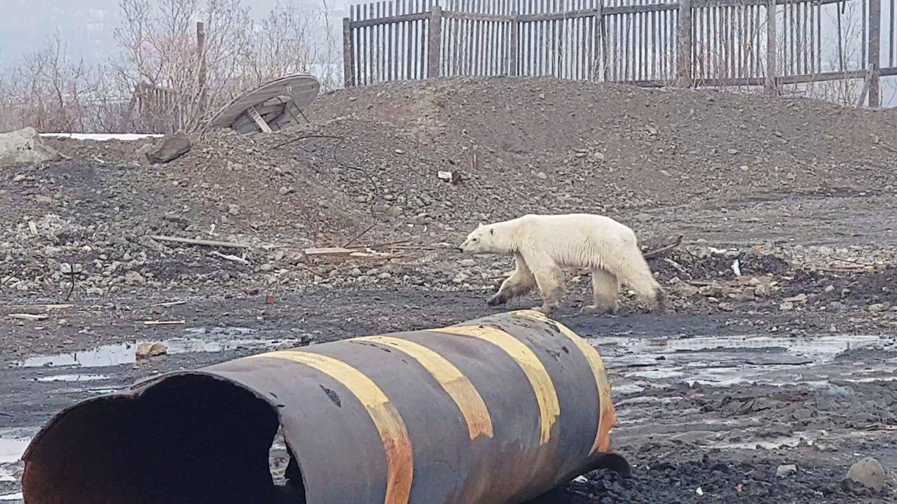 Urso polar faminto