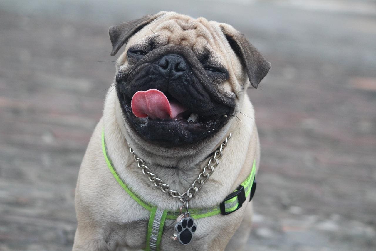 PUG-braquicefálicojpg