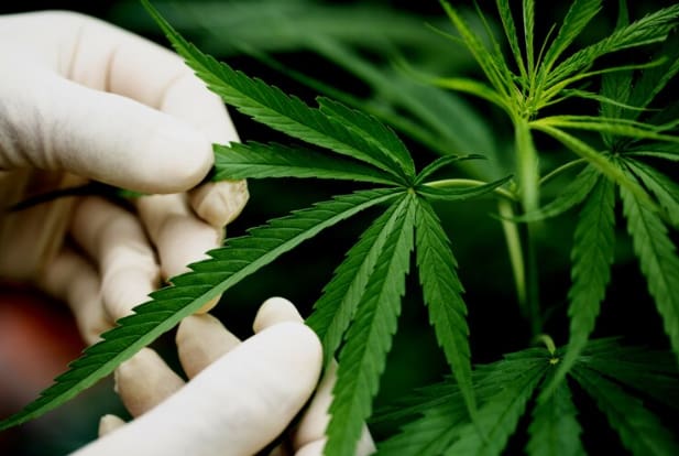Em novembro de 2024, o STJ autorizou a importação de sementes e o cultivo do cânhamo industrial, uma variedade da cannabis com baixo THC, voltado ao uso medicinal, sem efeitos psicotrópicos